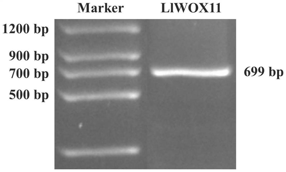 Cloning method and application of lily bulbil formation regulation gene LlWOX11
