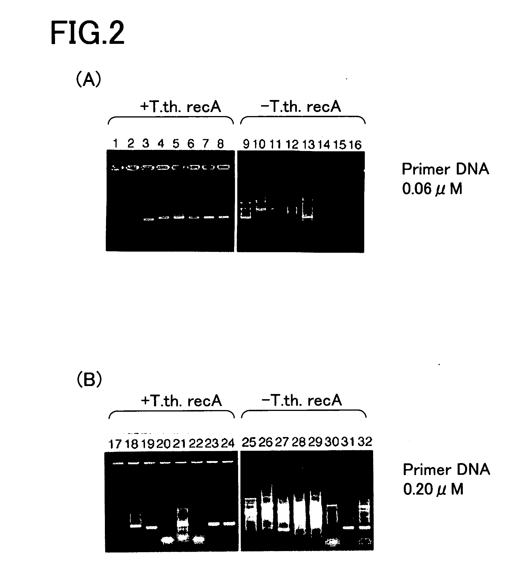 Method of amplifying nucleic acids, reagent kit for amplifying nucleic acids, method of detecting single nucleotide polymorphism, and reagent kit for detecting single nucleotide polymorphism