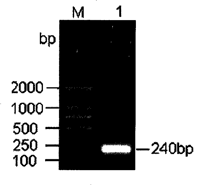 Method for rescuing influenza virus and bidirectional transcription vector special therefor