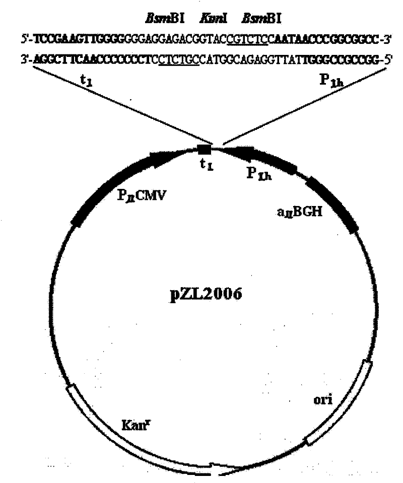 Method for rescuing influenza virus and bidirectional transcription vector special therefor