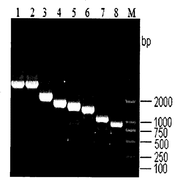 Method for rescuing influenza virus and bidirectional transcription vector special therefor