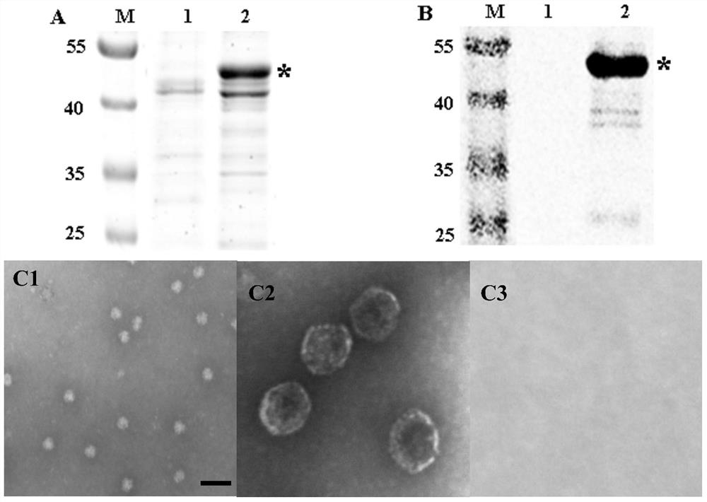 Recombinant yeast strain expressing chicken infectious bursal virus virus-like particle and its expressed protein and application