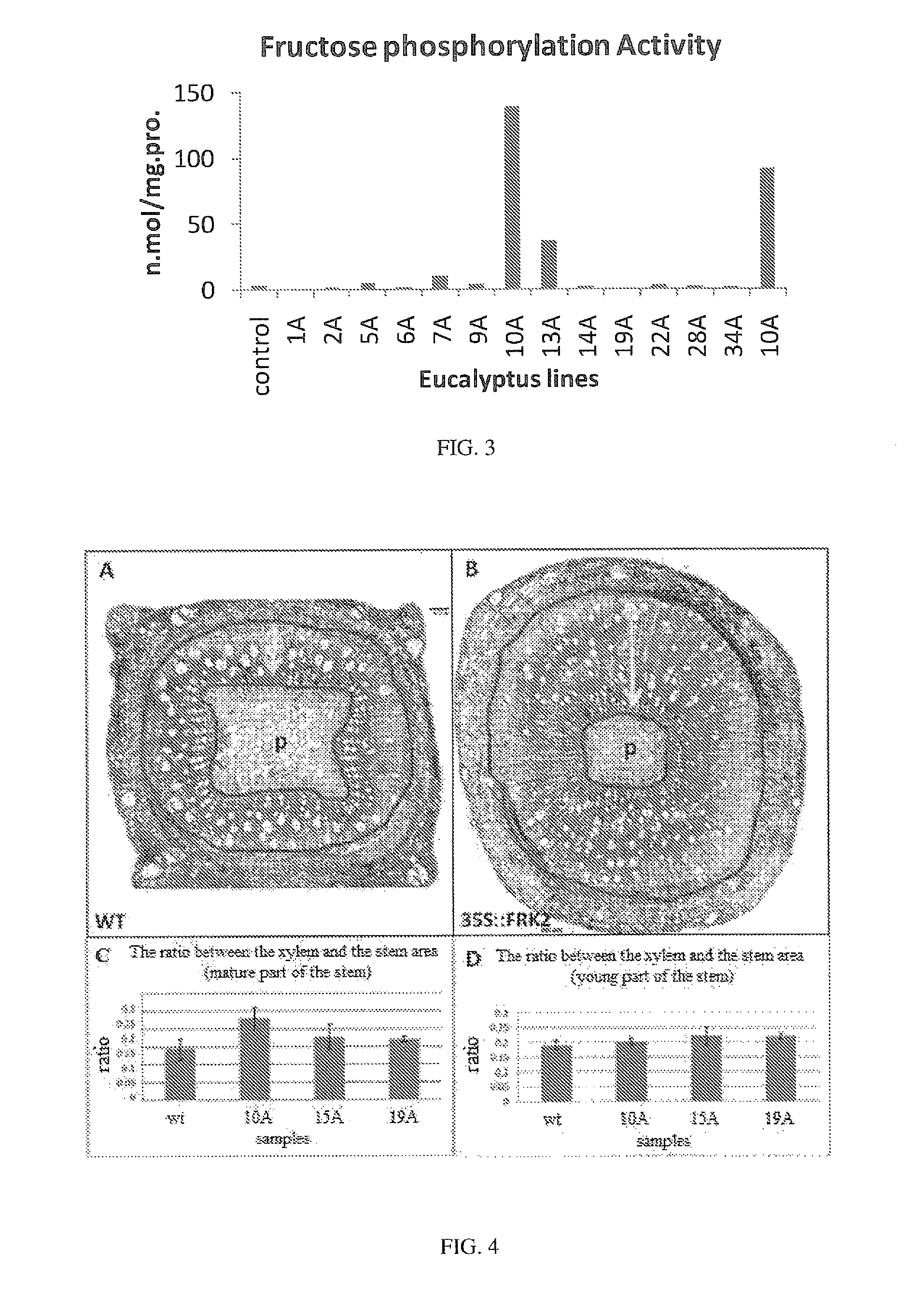 Use of fructokinases and sucrose synthases for increasing cell wall polymers