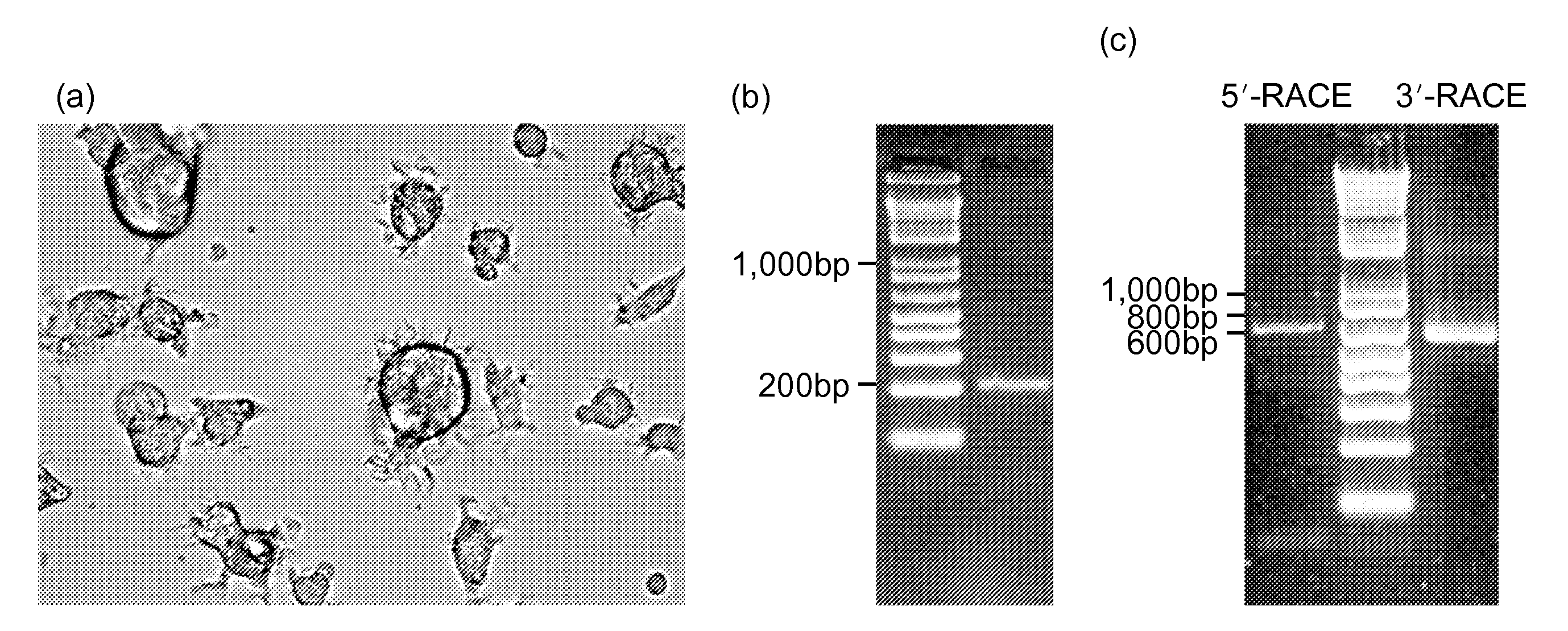 PORCINE DC-SIGN, ICAM-3 AND LSECtin AND USES THEREOF