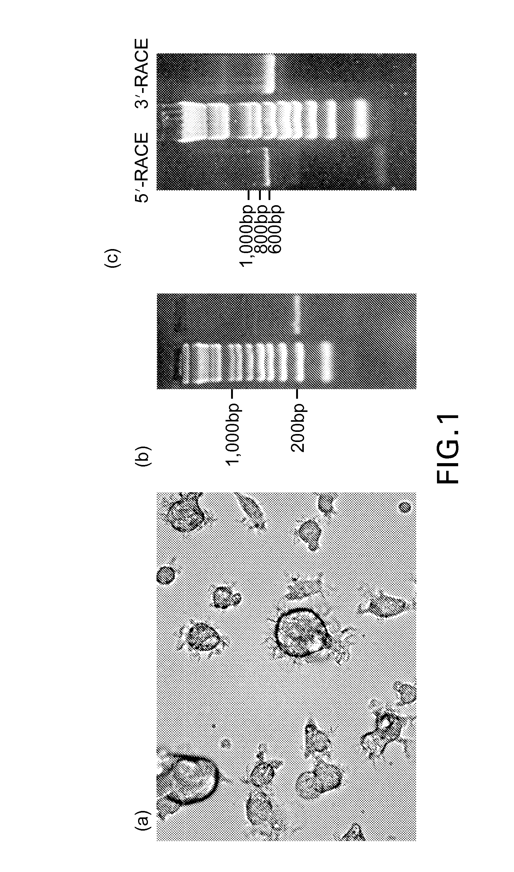 PORCINE DC-SIGN, ICAM-3 AND LSECtin AND USES THEREOF