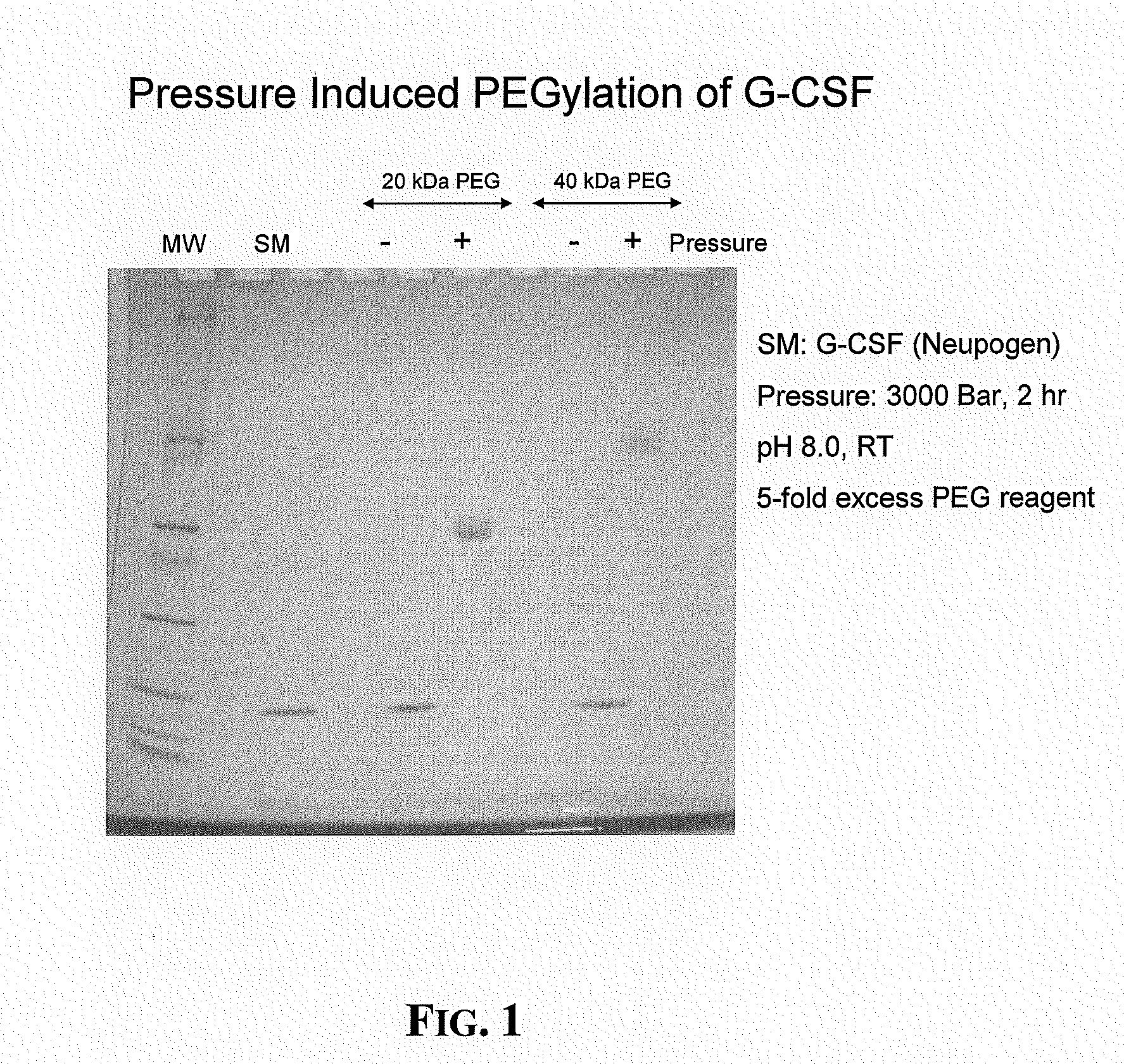Method for Derivatization of Proteins Using Hydrostatic Pressure