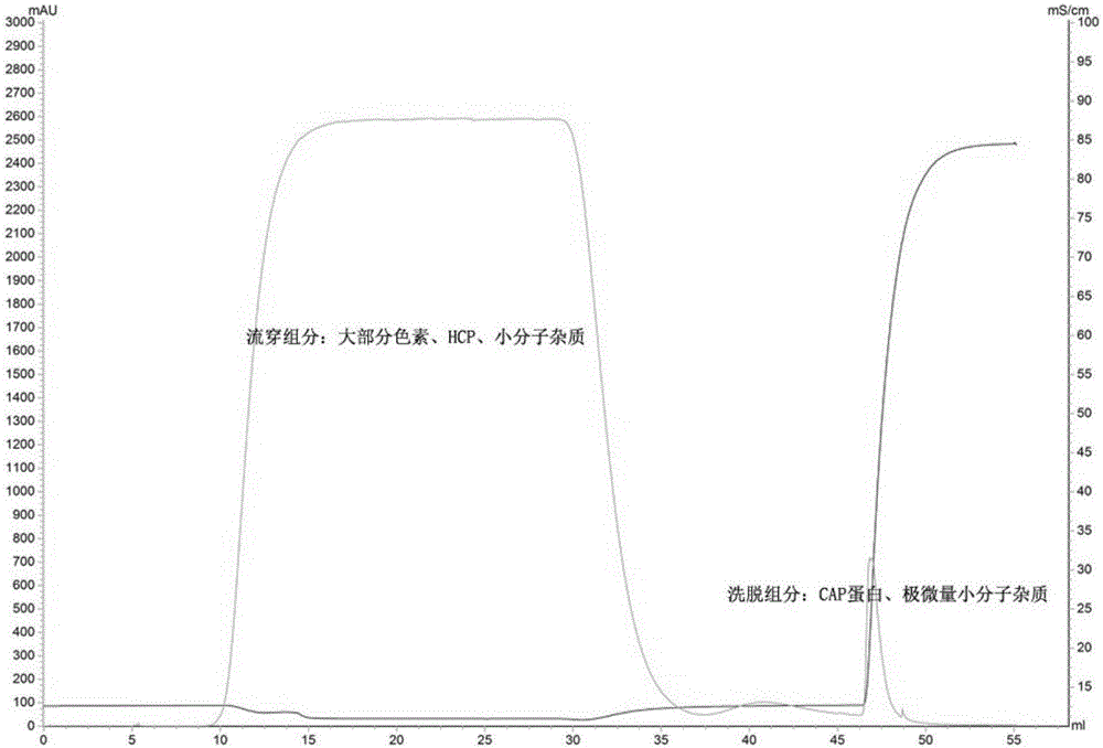 Chromatographic method for separating and purifying high-purity porcine circovirus Cap proteins