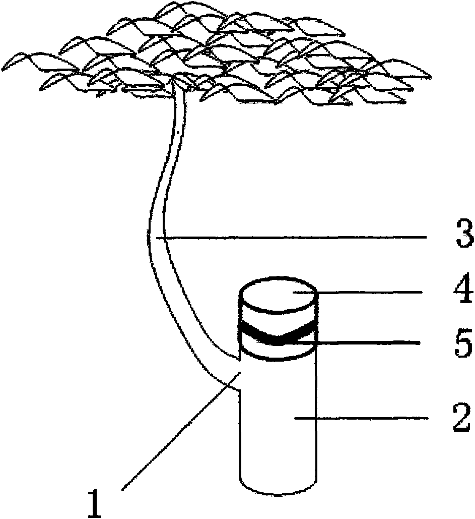 Cultivation method of tree with cushion