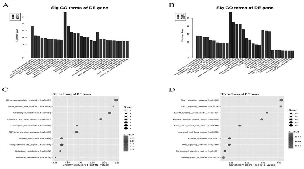 Molecular marker for prenatal noninvasive diagnosis of fetuses with cleft lip and palate, neural tube malformation and congenital heart disease and application of molecular marker