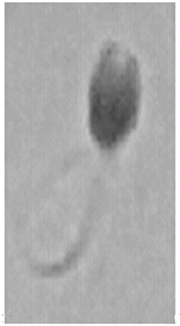 Method for Simultaneous Detection of Sperm Nucleoprotein and Membrane Integrity