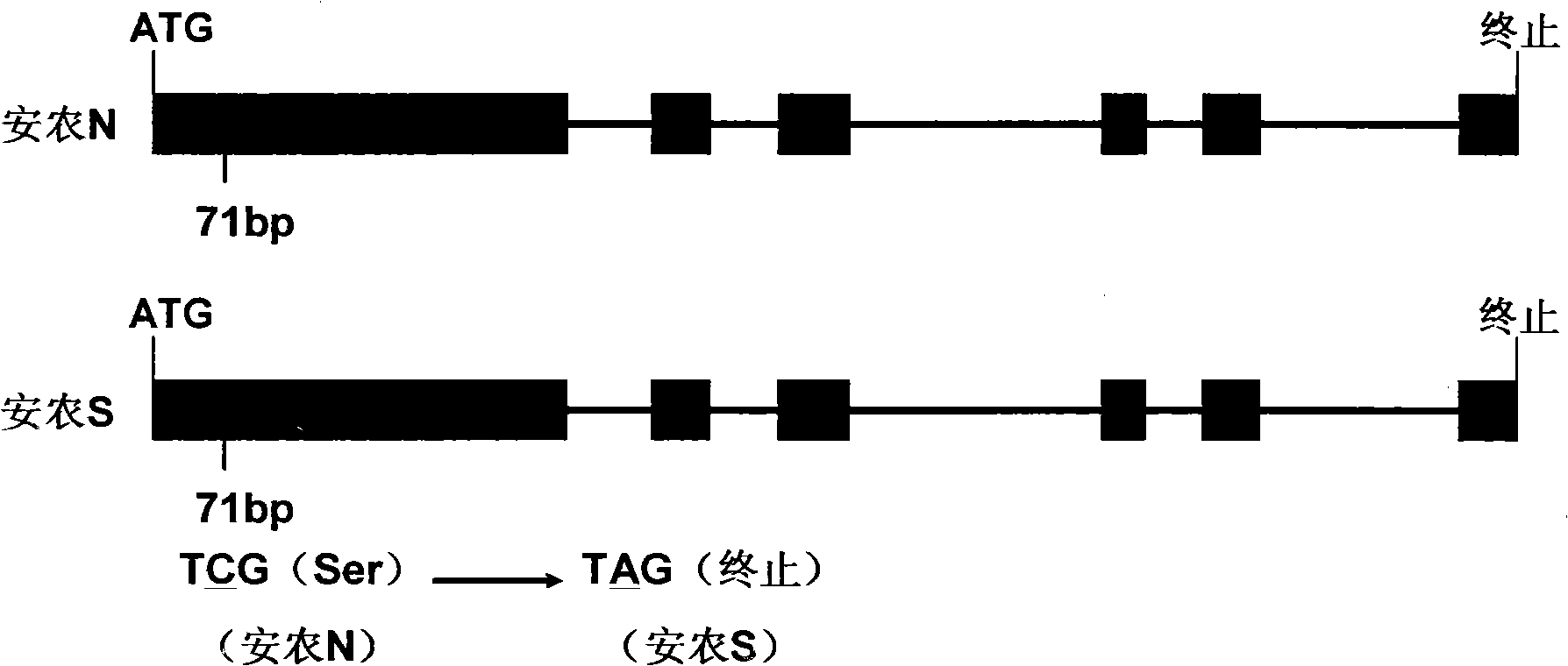 Temperature sensing male fertile gene and use thereof