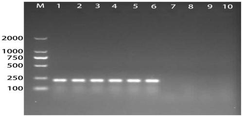 A kind of specific primer and rapid detection method for detecting Dispora cocoa