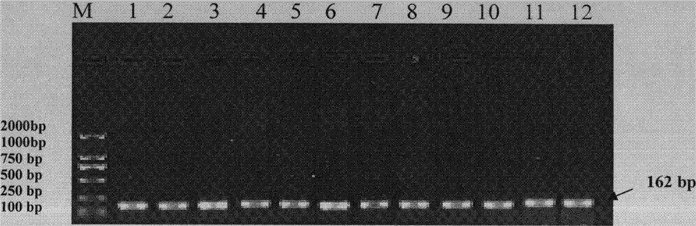 Single Nucleotide Polymorphism Site of Goat sh2b1 Gene and Its Detection Method