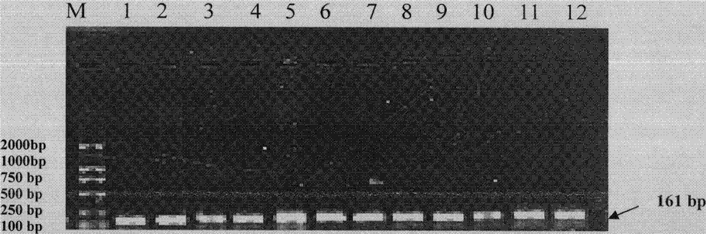 Single Nucleotide Polymorphism Site of Goat sh2b1 Gene and Its Detection Method