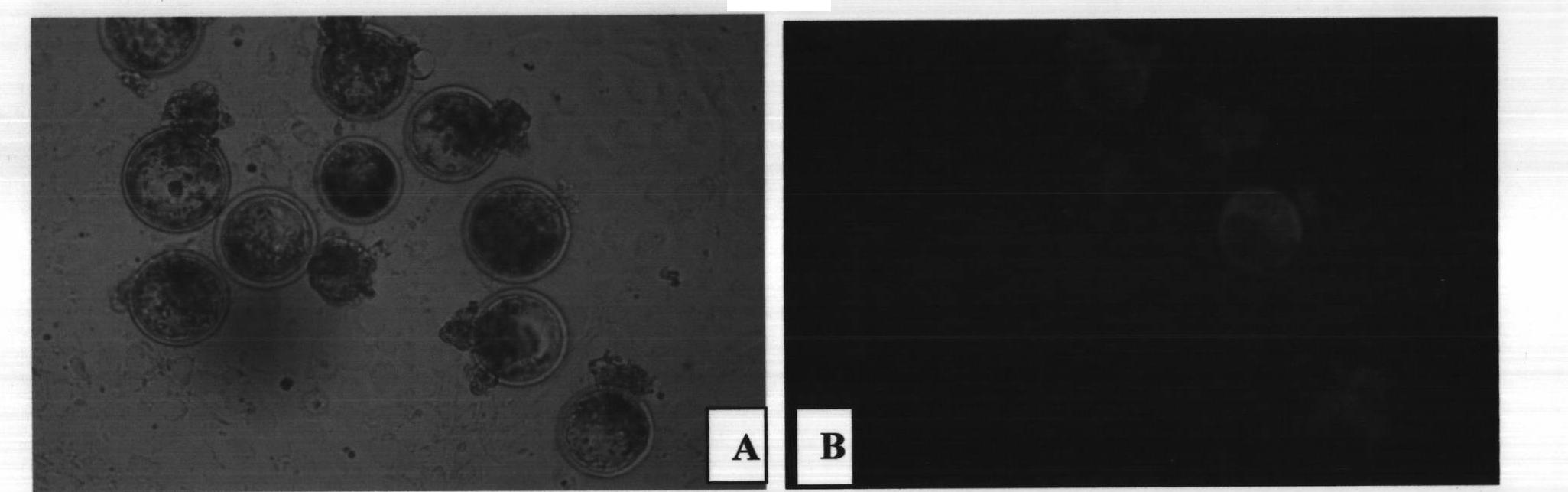 Method for breeding transgenic buffalos by using somatic cell nuclear transfer technology