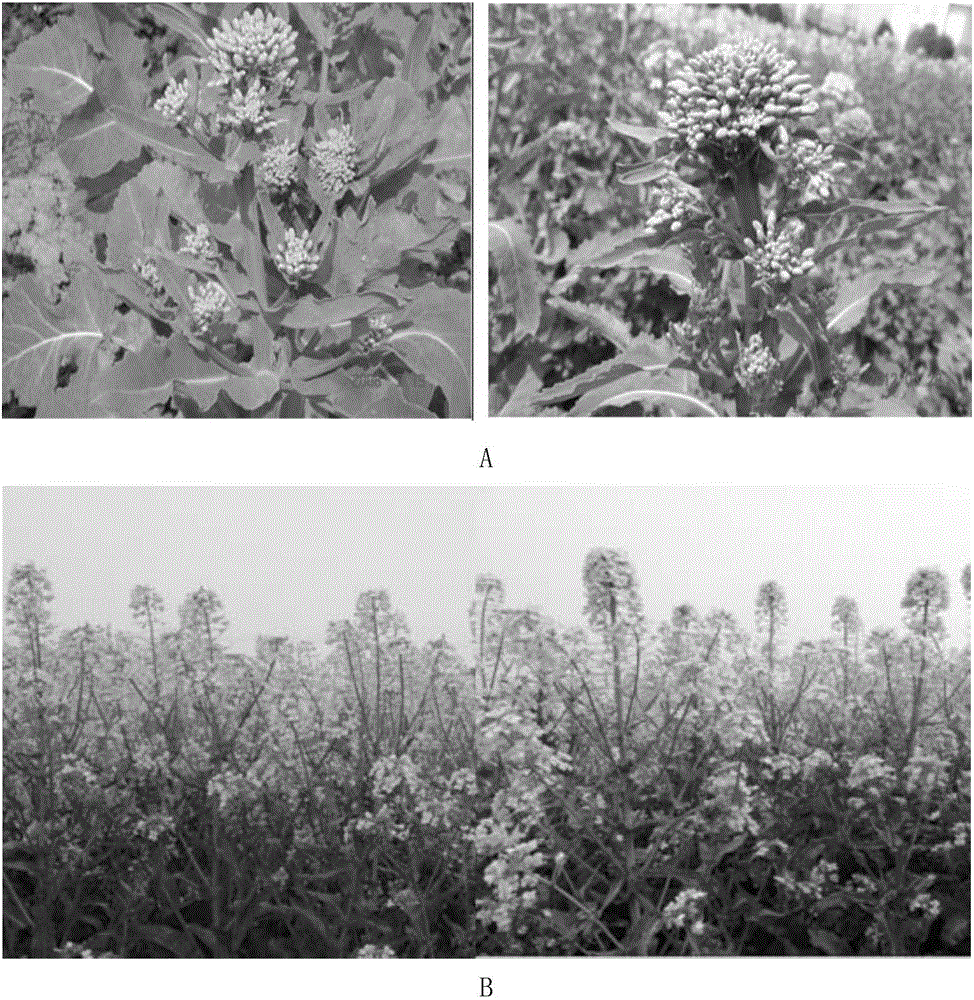 Breeding method of main-inflorescence multi-silique brassica napus type conventional rape variety