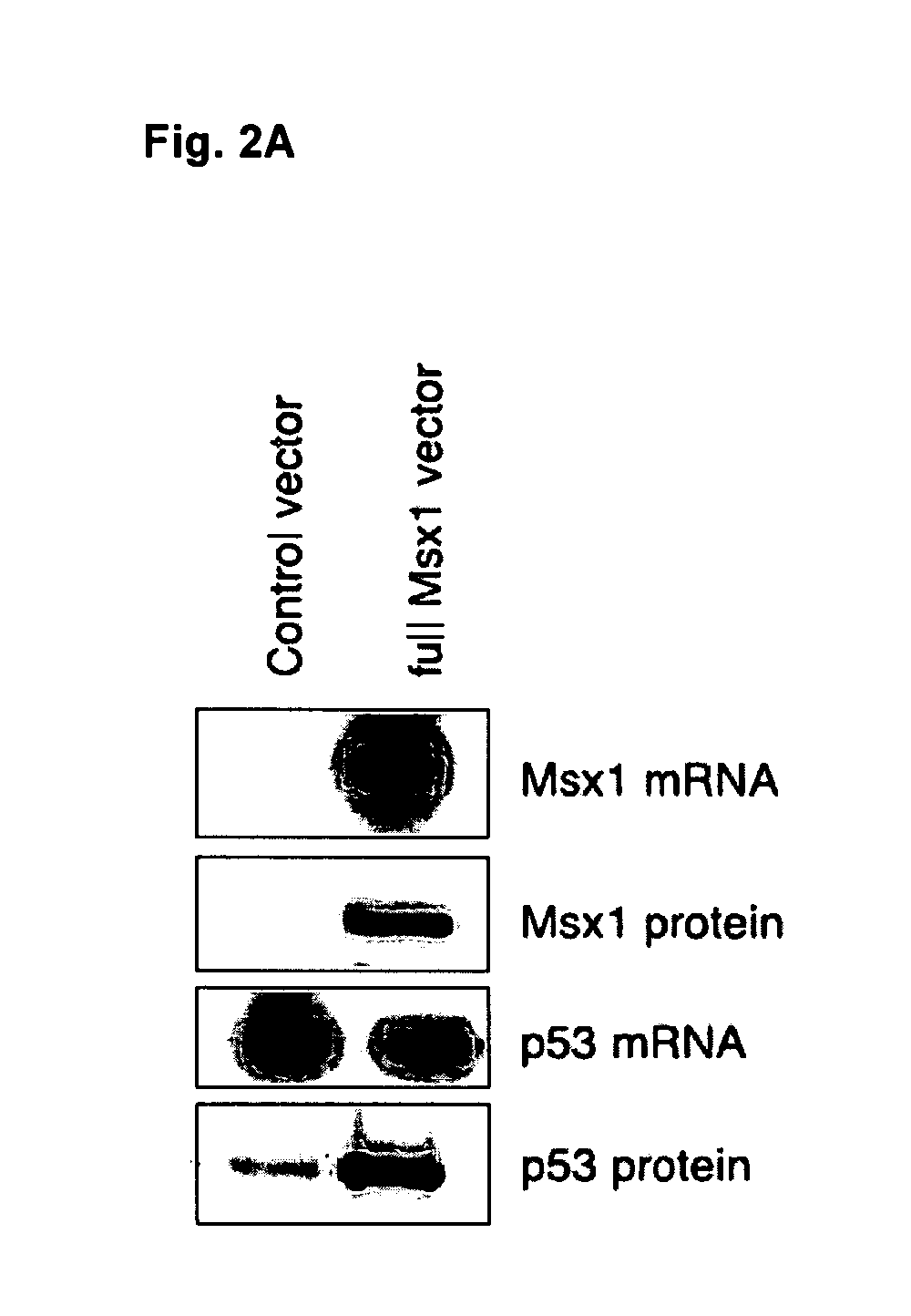 Novel agent for inducing apoptosis comprising Msx1 or a gene encoding the same as an active ingredient