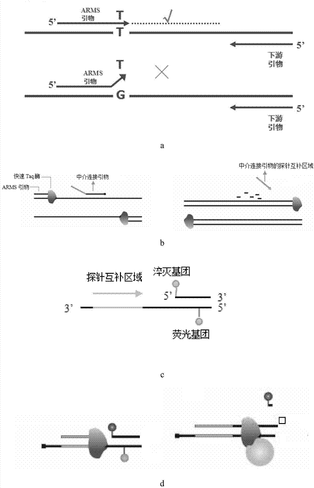 Multiple mutation single tube rapid detection method and kit - Eureka ...