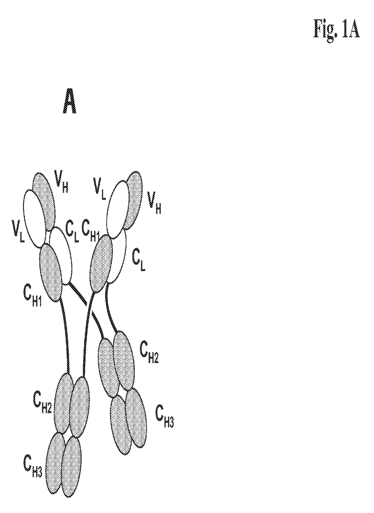 Antigen binding proteins