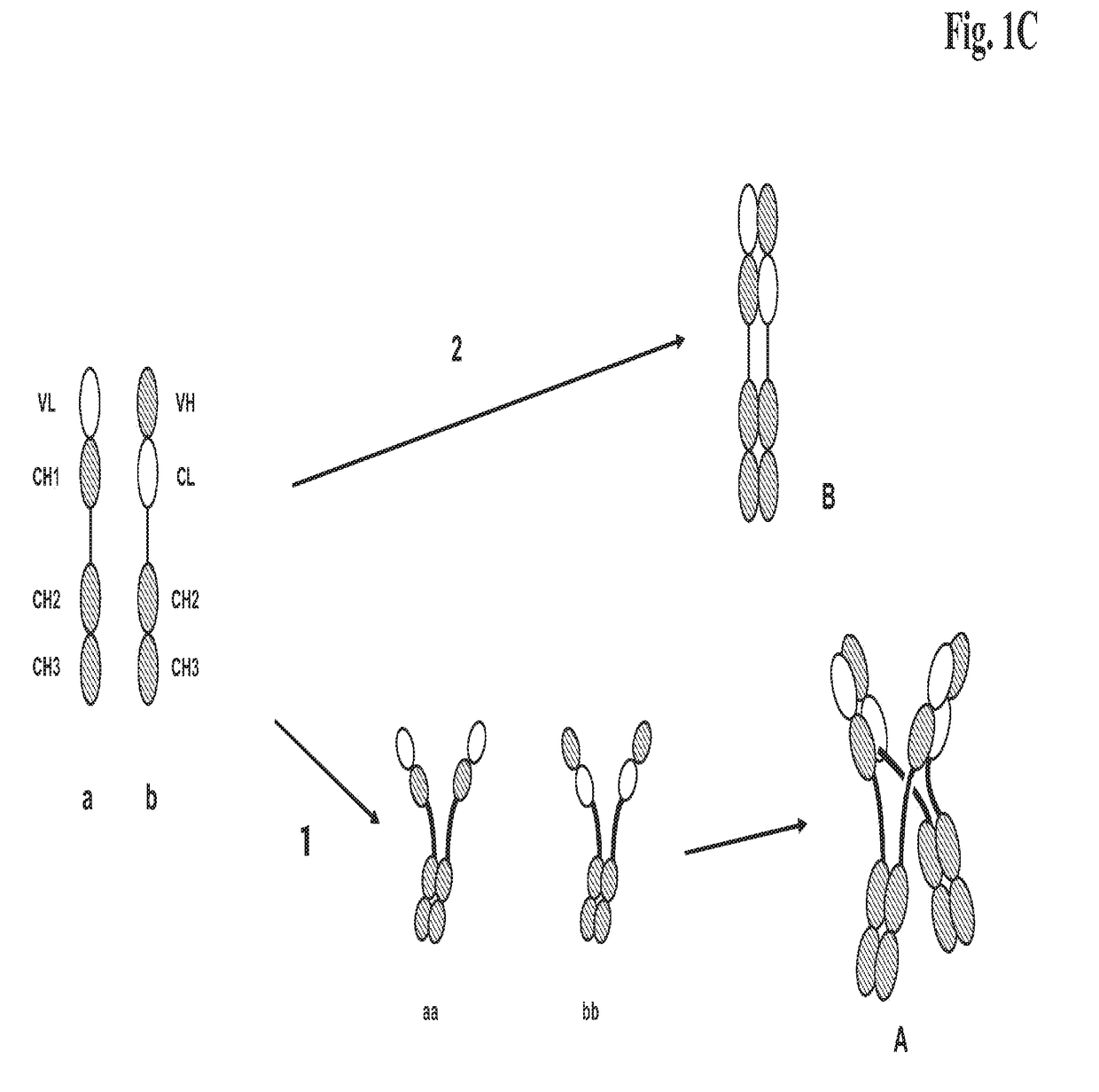 Antigen binding proteins