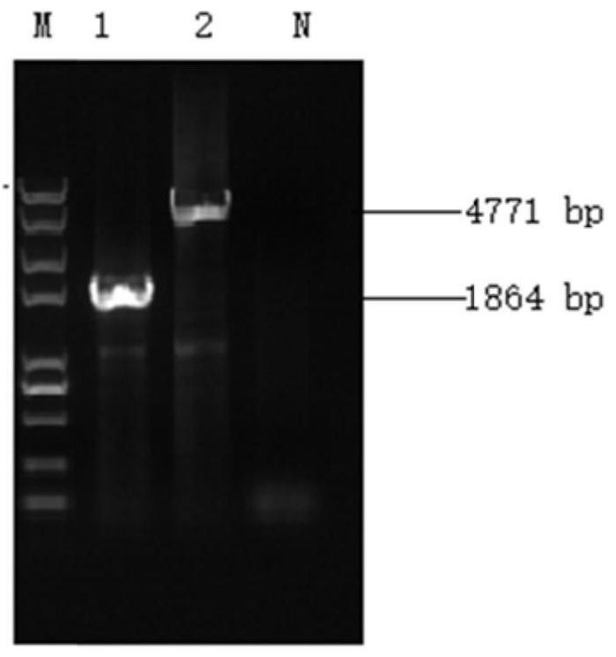 Porcine pseudorabies variant virus strain and application thereof
