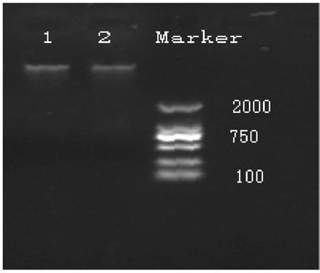 A kind of soil dna extraction kit and the method for extracting soil dna