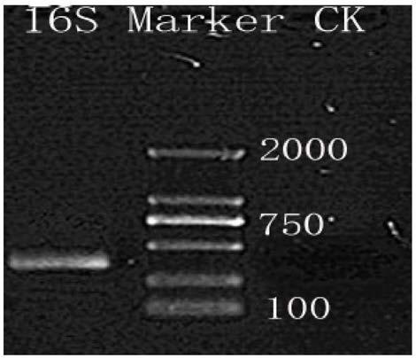 A kind of soil dna extraction kit and the method for extracting soil dna