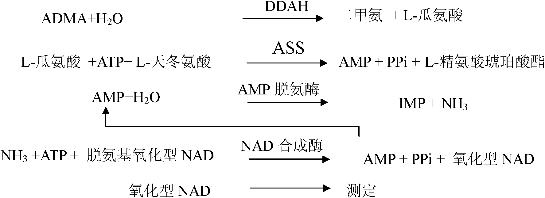 Method for measuring concentration of asymmetric dimethylarginine and diagnostic reagent kit