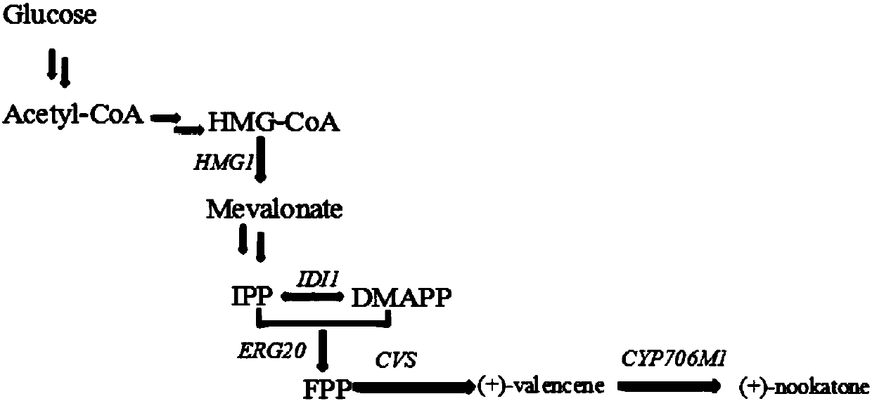 Recombinant Yarrowia lipolytica for producing Valencene and (+)-Nootkatone, and construction method thereof