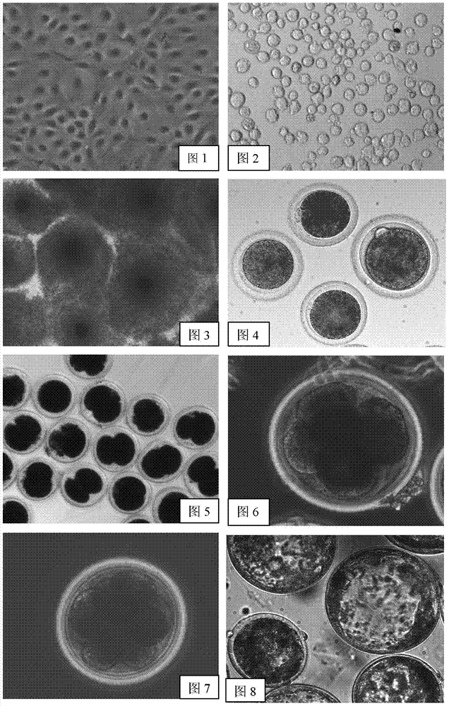 Method for acquiring heterogeneity interspecies-cloned yak premium embryos