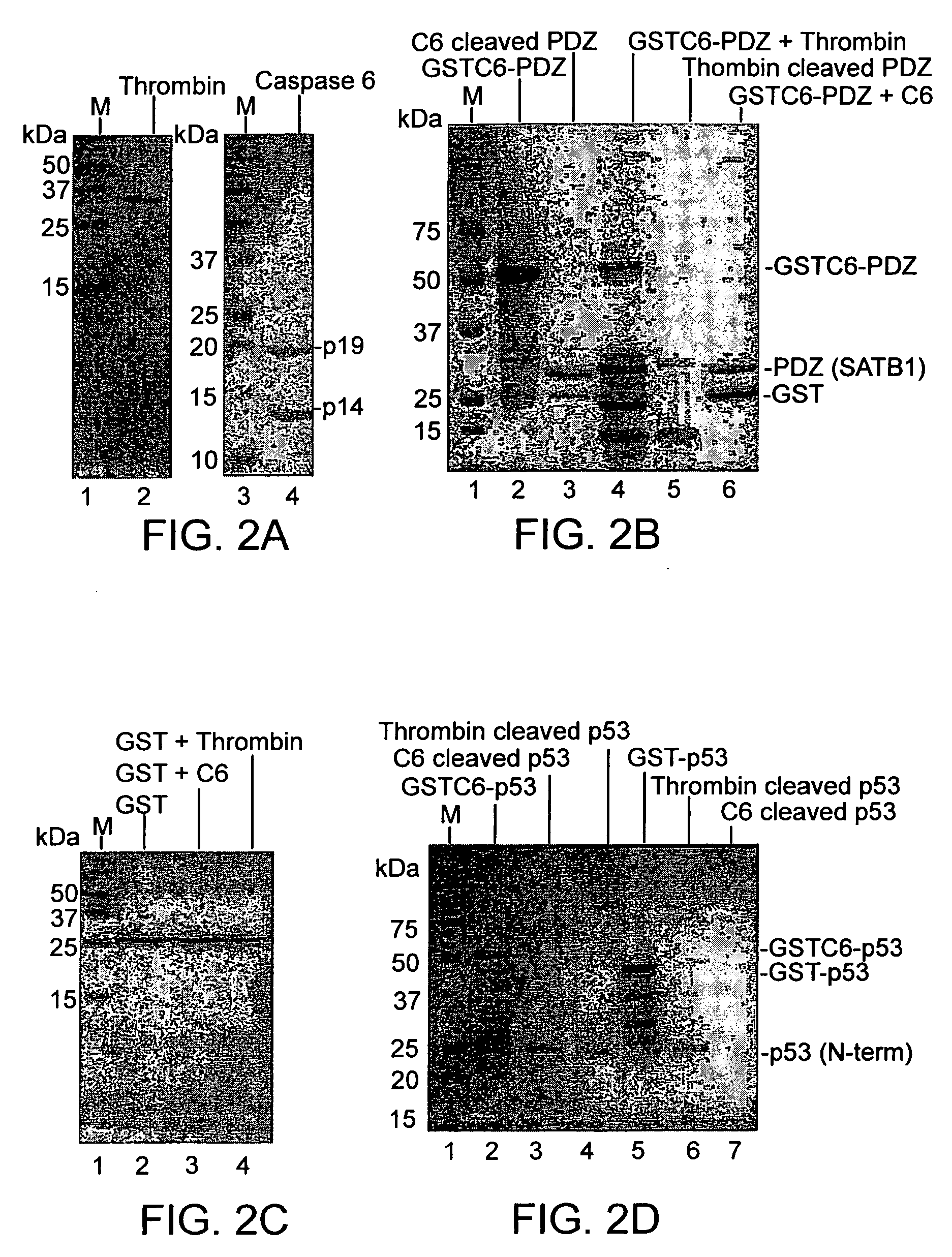 Novel protein expression system