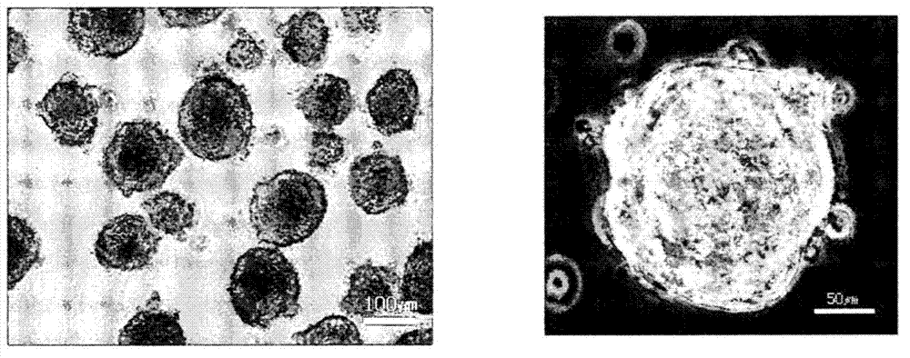 Method for increasing activity in human stem cell