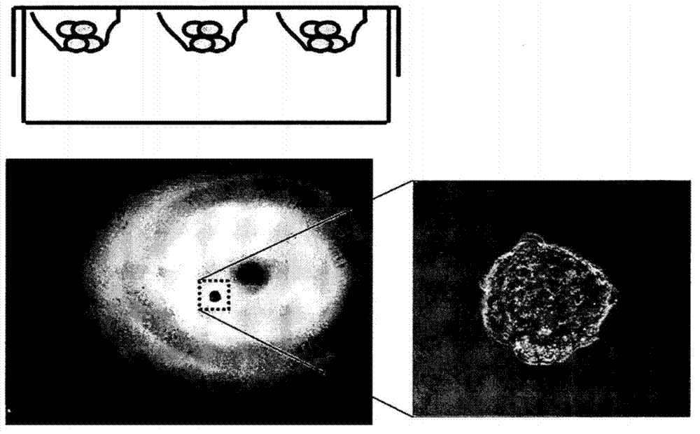 Method for increasing activity in human stem cell