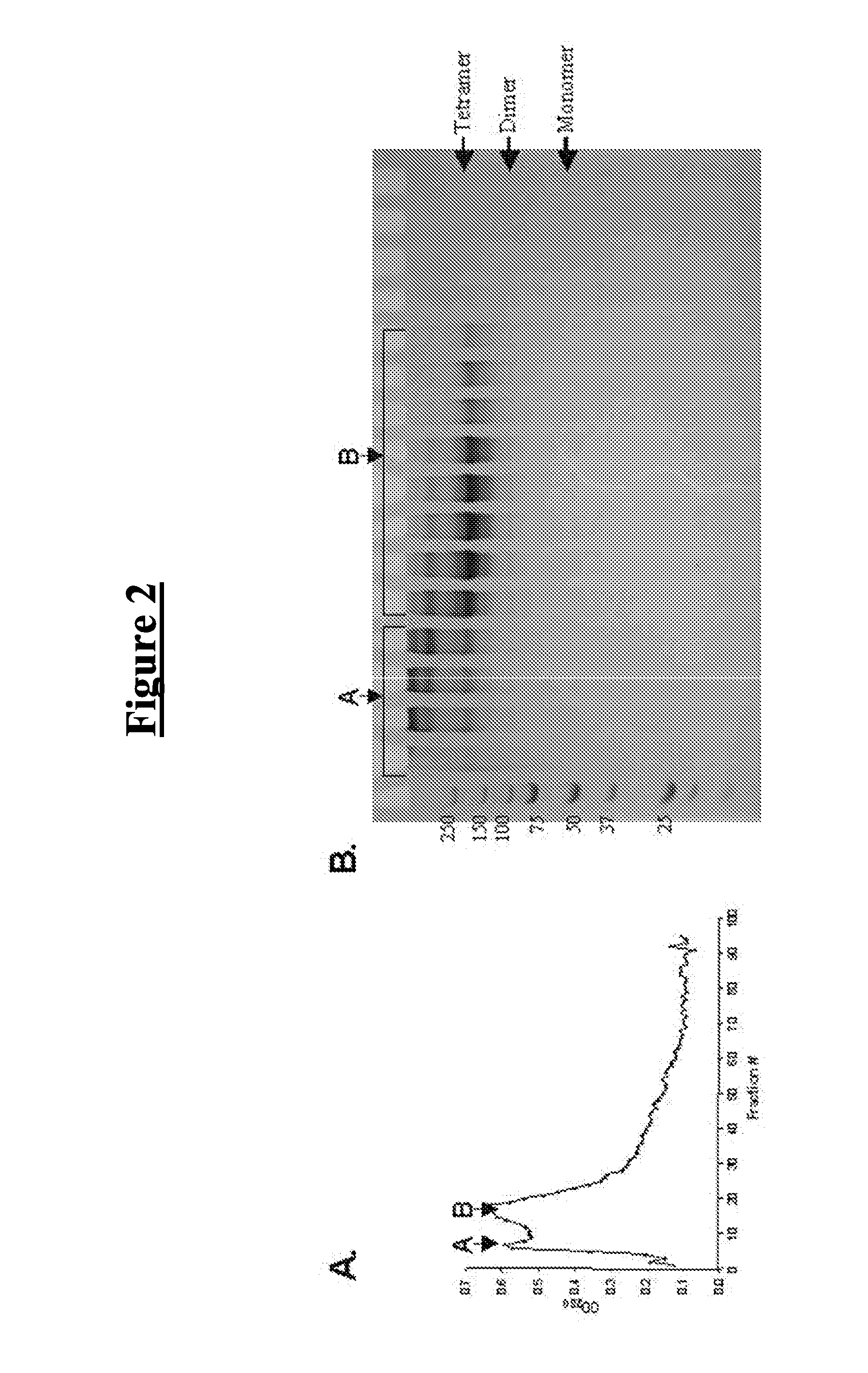 P53 fusion proteins and methods of making and using thereof