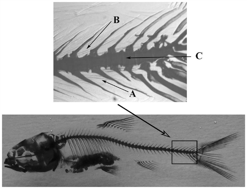 A dyeing method and application of intermuscular spines of golden-threaded barb in Dianchi Lake