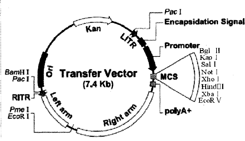 Recombinant vector, fibroin film modified by transgenic marrow stromal cells and application thereof