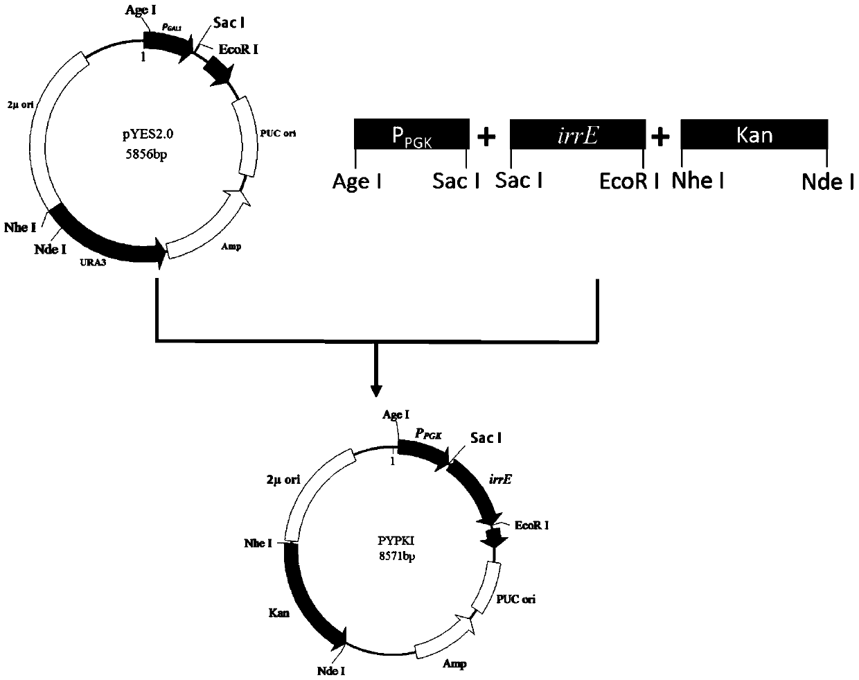 A strain of Saccharomyces cerevisiae tolerant to high concentration of furfural and its application