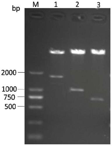 A strain of Saccharomyces cerevisiae tolerant to high concentration of furfural and its application