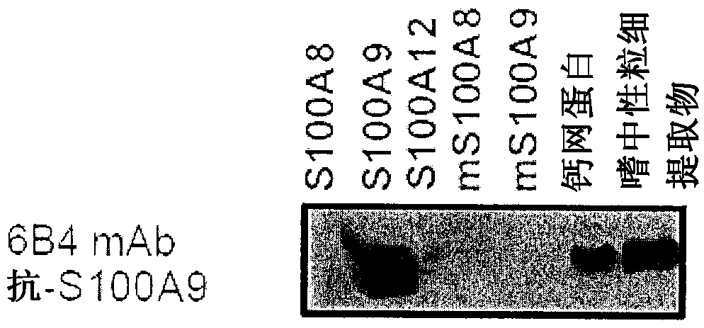 Humanized Anti-s100a9 antibody and uses thereof