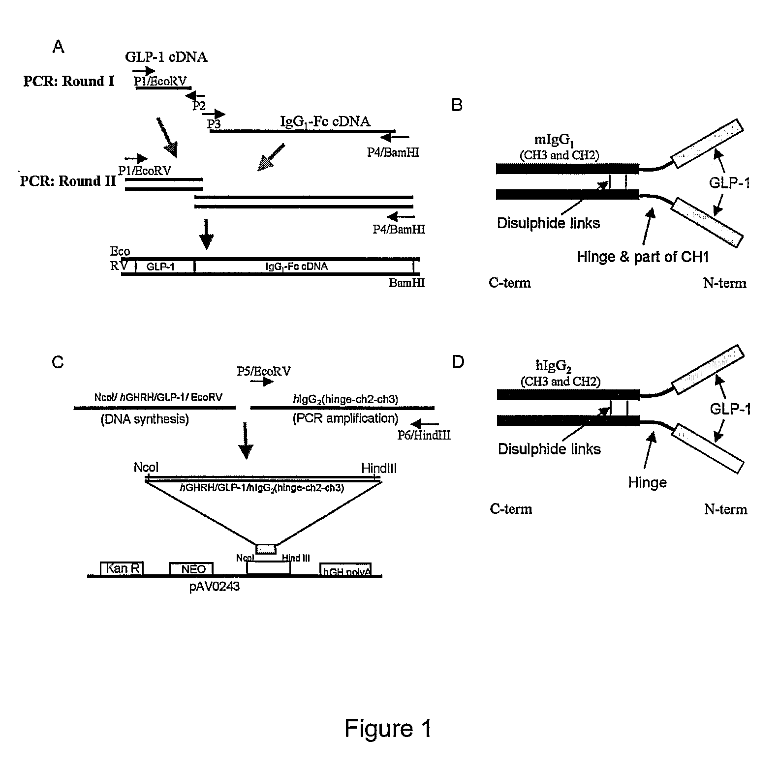 GLP/1/exendin 4 IgG Fc fusion constructs for treatment of diabetes