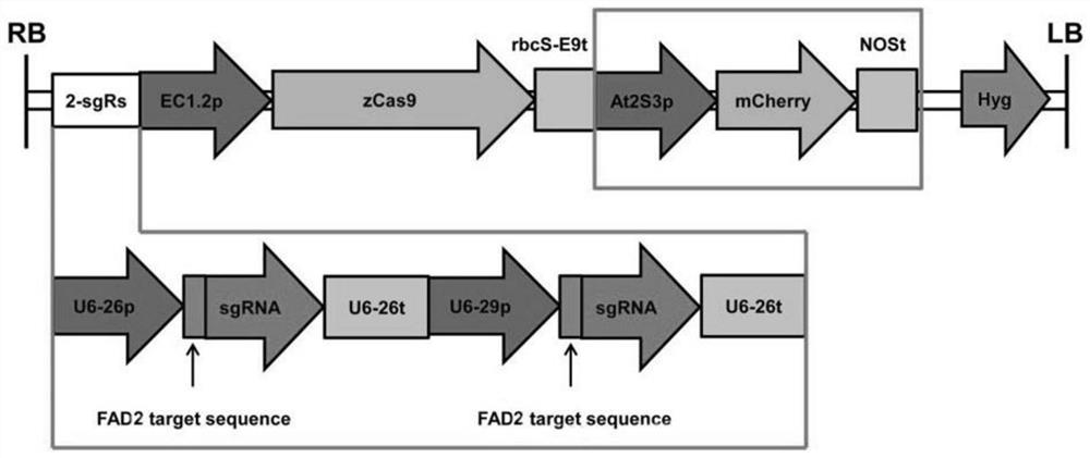 A method to assess CRISPR/Cas9 gene editing efficiency or off-target frequency