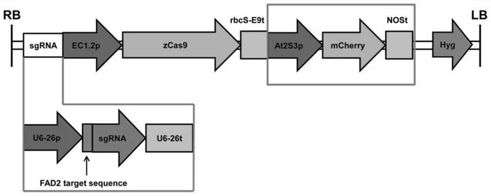 A method to assess CRISPR/Cas9 gene editing efficiency or off-target frequency