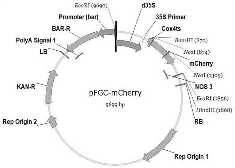 A method to assess CRISPR/Cas9 gene editing efficiency or off-target frequency