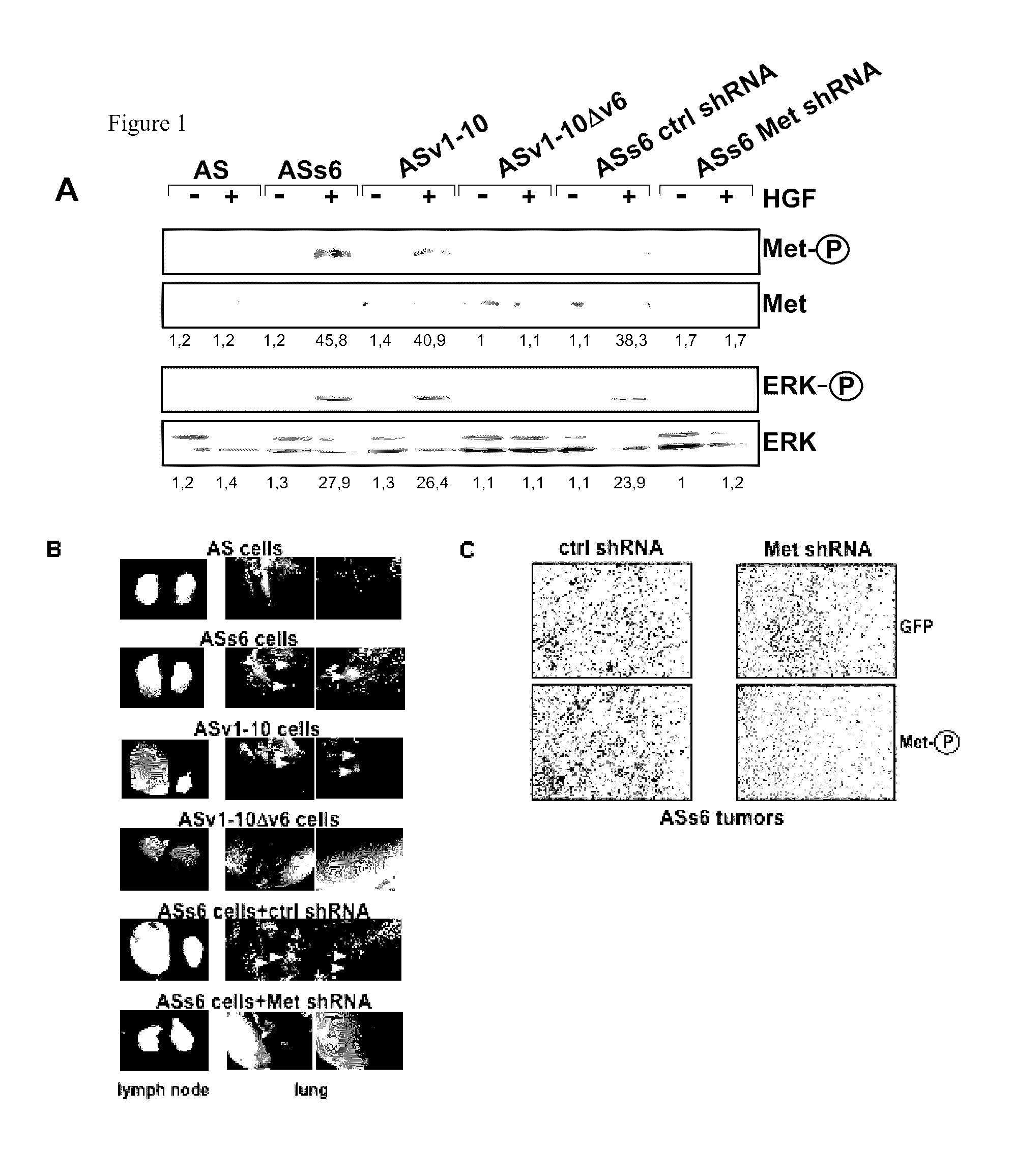 CD44v6-derived peptides for treating pancreatic cancer