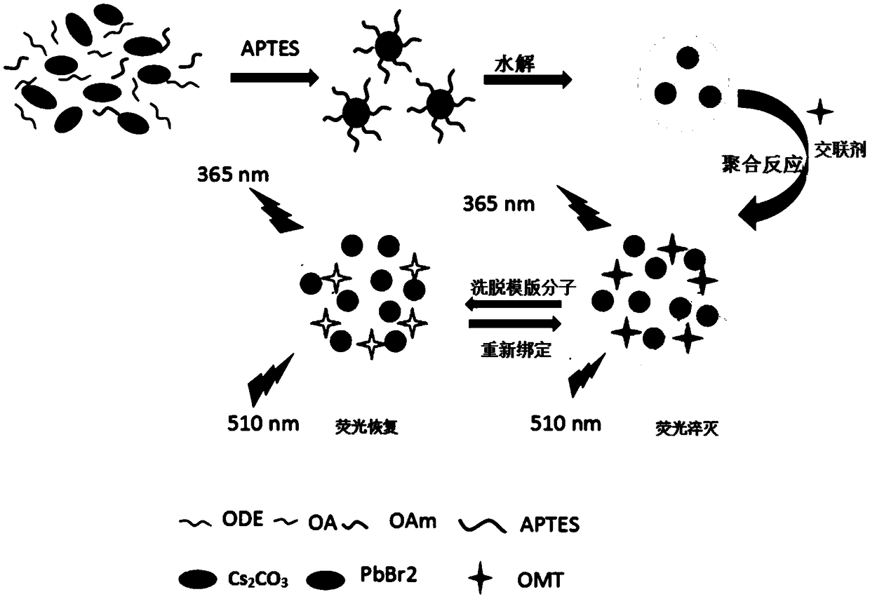 CsPbBr3 perovskite quantum dot-molecular imprinting fluorescence sensor for detecting omethoate and preparation method thereof