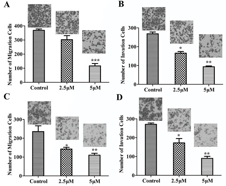 Application of a spider cytotoxic active peptide in the research and development of antitumor drugs