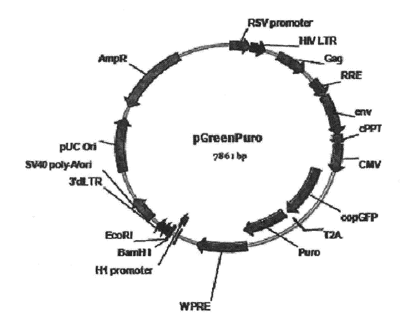 Construction and screening of siRNAs (small interfering RANs) expression vectors of gastric cancer targeted DEC1 (differentiated embryo-chondrocyte expressed gene 1) and application thereof