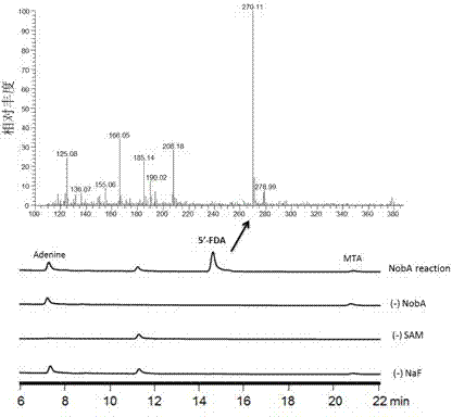 Halogenase for catalyzing formation of C-F and C-Cl bonds