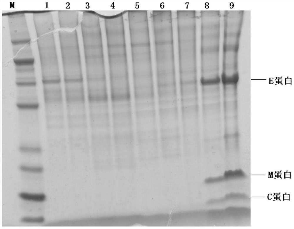 An inactivated Zika virus vaccine