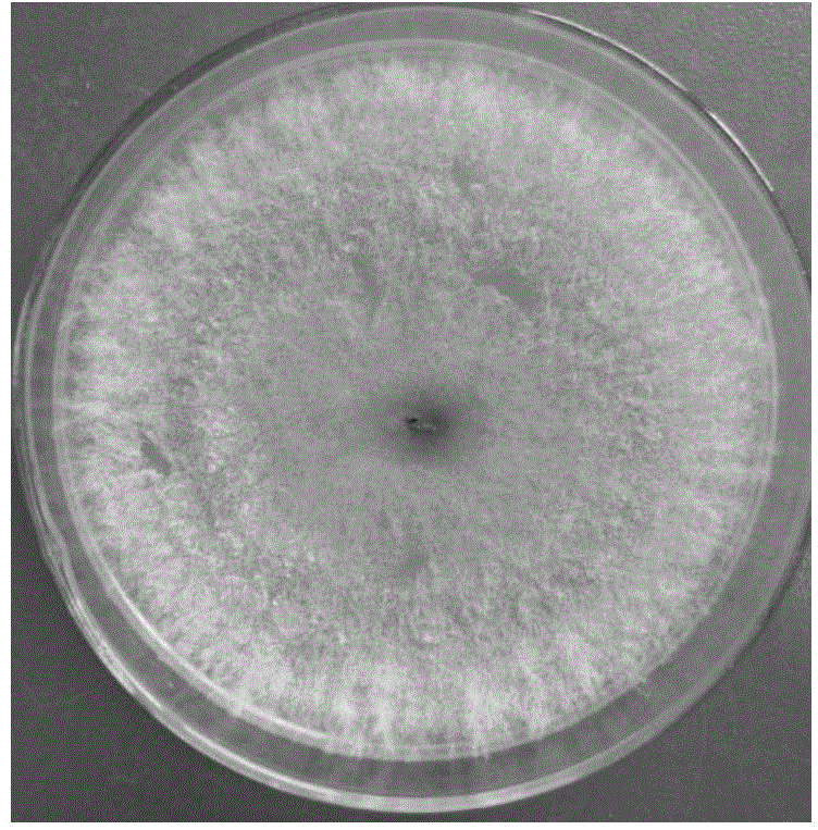 Trichoderma harzianum and applications thereof in preventing and controlling turfgrass brown patch disease